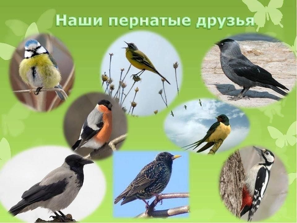 Конкурс фотографий &amp;quot;Наши пернатые друзья&amp;quot;.